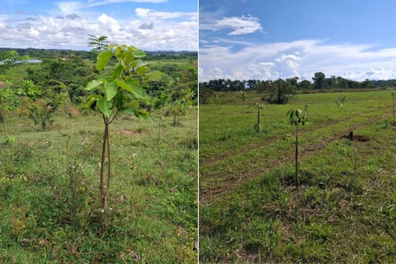 Los predios afectados por la minería ilegal en el Bajo Cauca antioqueño están siendo recuperados por los campesinos a través de procesos de fitorremediación.