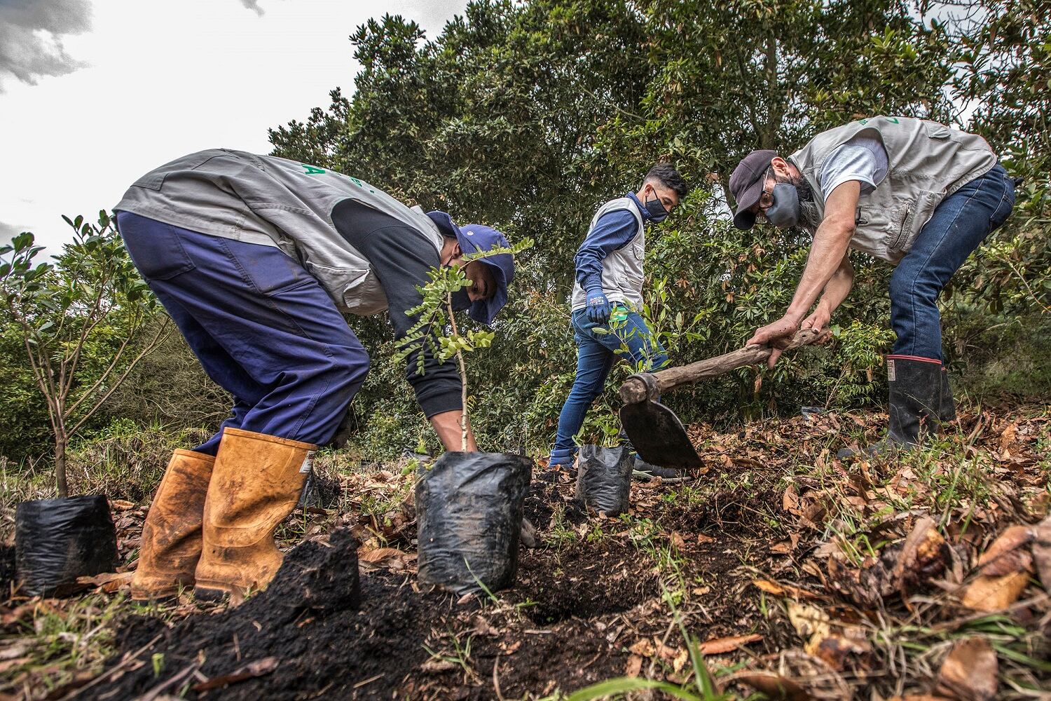Siembra de árboles de Fundación Coca-Cola por CAEM, en la reserva La Poma, al sur de Bogotá.