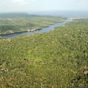 Muchas de las nuevas especies halladas se encuentran en una reserva de la amazonía brasilera, donde se pretende dar un polémico permiso a la explotación minera.