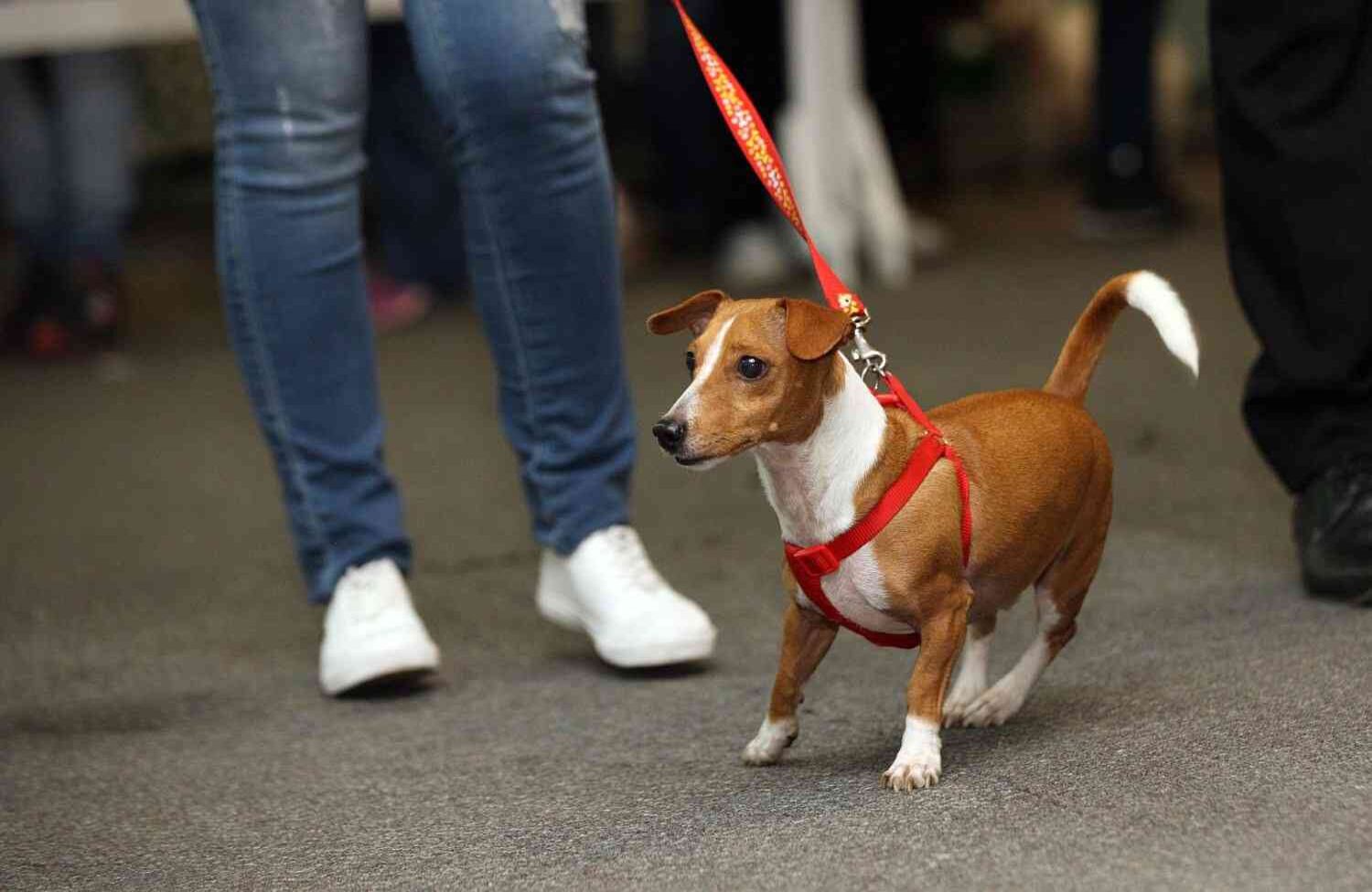 Foto: León Darío Peláez / SEMANA 