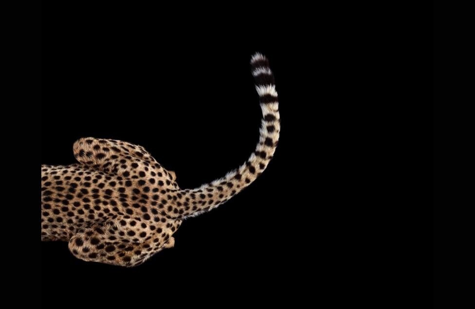 Las manchas de este guepardo pueden verse con lujo de detalles gracias a que la foto fue tomada en un estudio y no en su hábitat natural, donde este felino puede moverse hasta a 120 kilómetros por hora.
