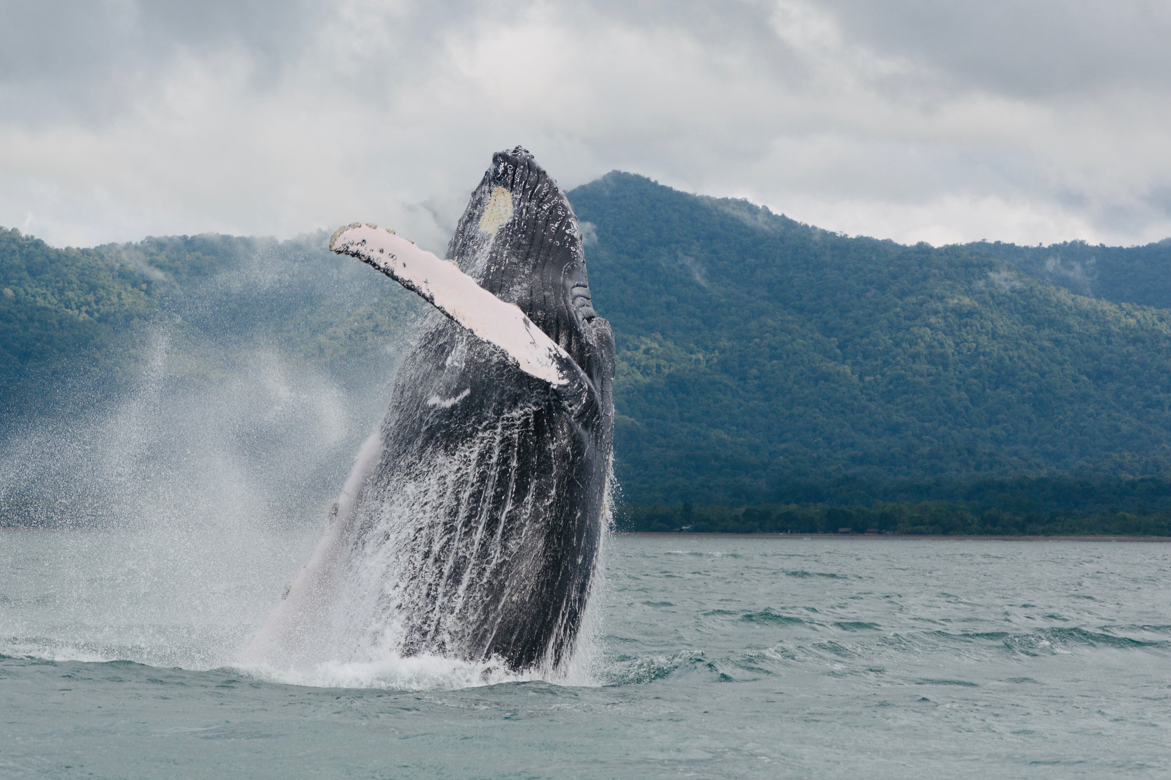 Tras un viaje de 8.500 kilómetros desde la Antártida, las ballenas jorobadas llegan a las aguas cálidas del Pacífico colombiano entre julio y noviembre de cada año.