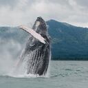 Tras un viaje de 8.500 kilómetros desde la Antártida, las ballenas jorobadas llegan a las aguas cálidas del Pacífico colombiano entre julio y noviembre de cada año.