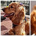 Nala, una perrita Cocker spaniel de 1 año y 8 meses murió en un spa canino de Bogotá