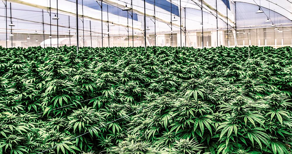 Ahora sí, llegó la hora del cannabis-portadilla_1