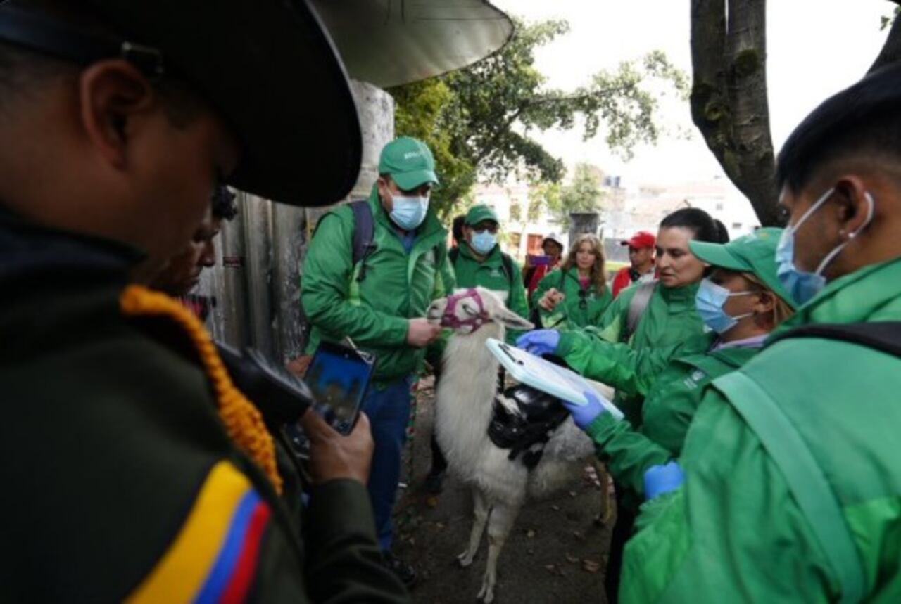 Llama desmayada en el centro de Bogotá está en evaluación y fuera de peligro