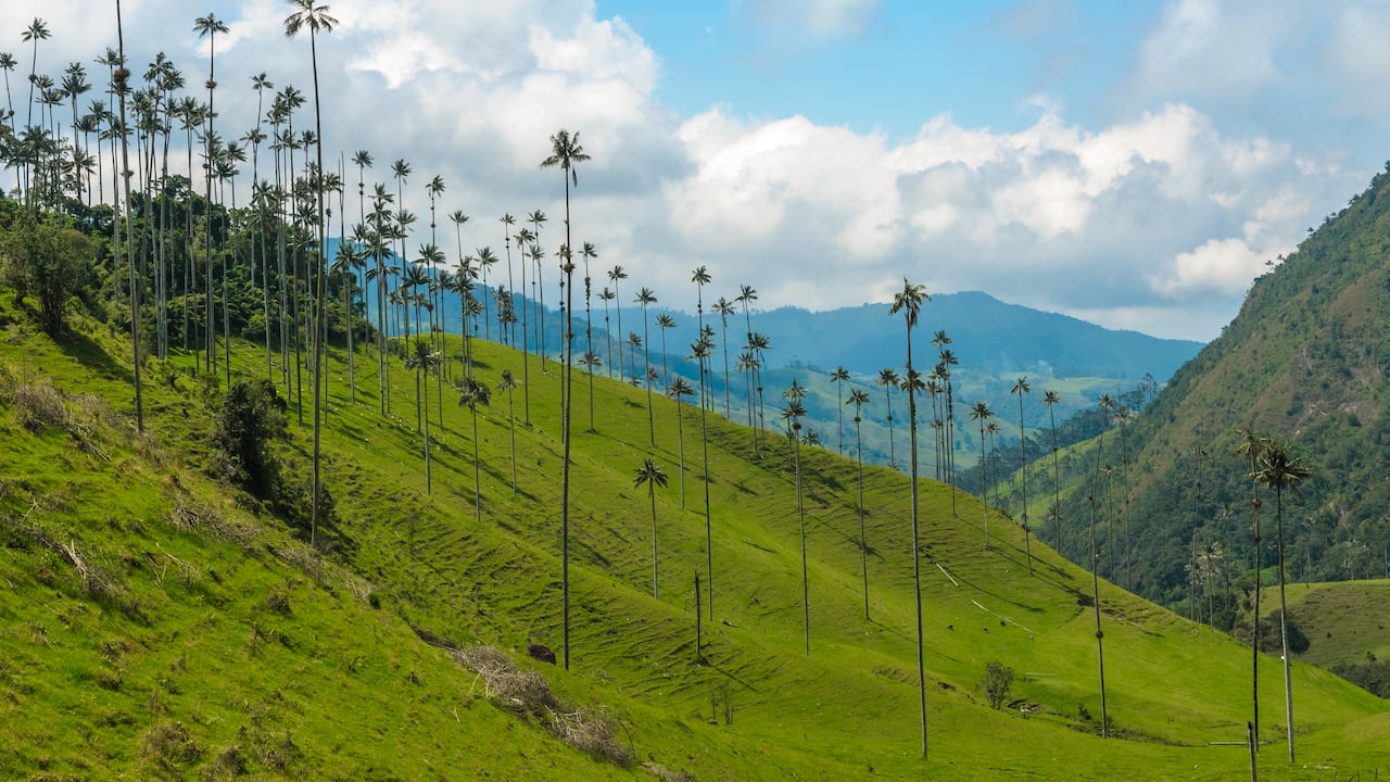 Palma de Cera en el Valle de Cocora.