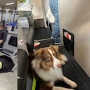 De acuerdo con la nueva normativa, las mascotas que superen los 10 kilos no podrán viajar en cabina durante los vuelos de Avianca.