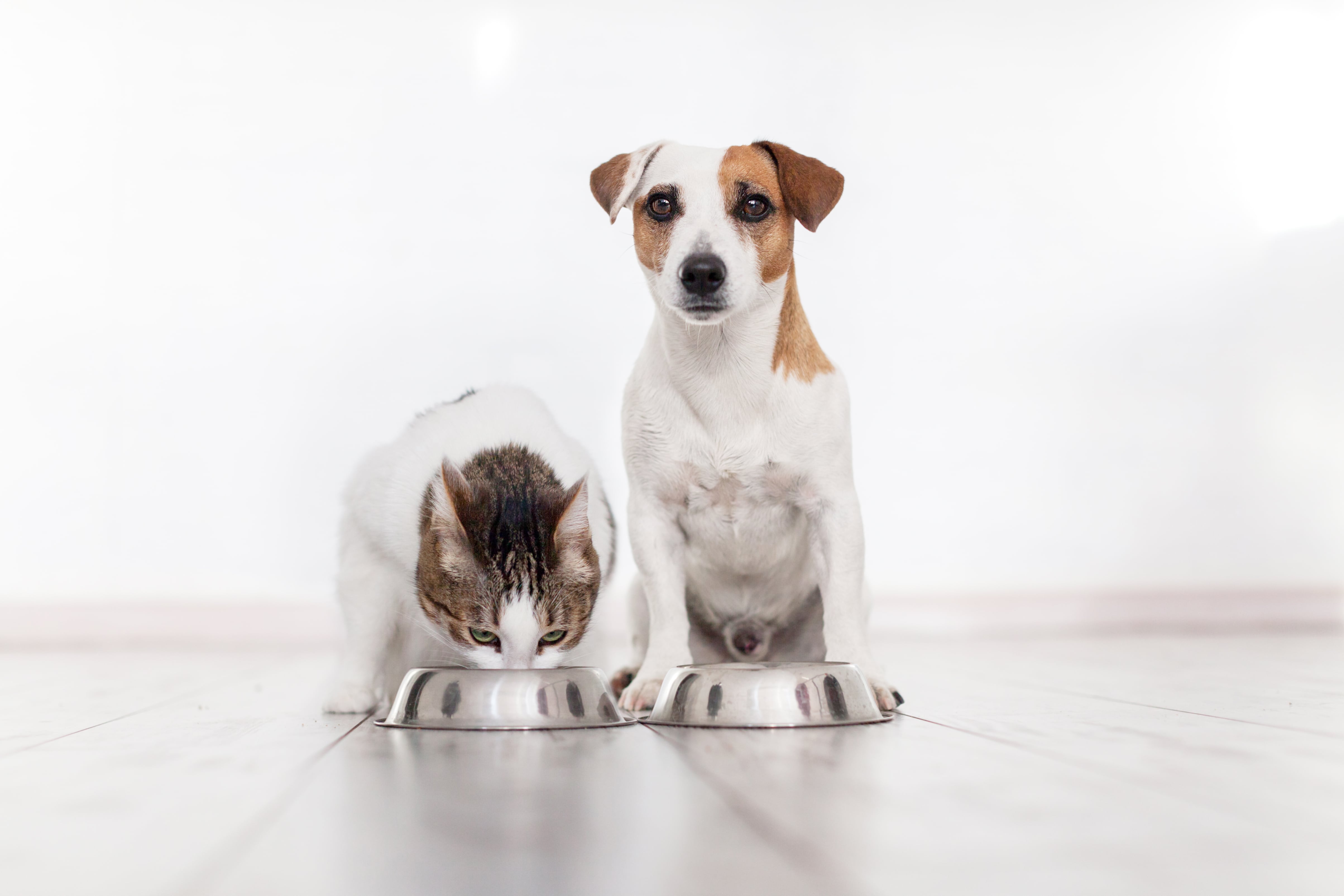 El cuidado de perros y gatos también incluye alternativas que complementan su alimentación y bienestar, siempre con orientación veterinaria.