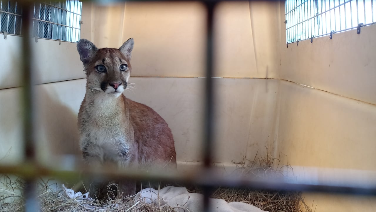Siete meses duró su recuperación en el Centro de Atención y Valoración de Fauna Silvestre (CAV).