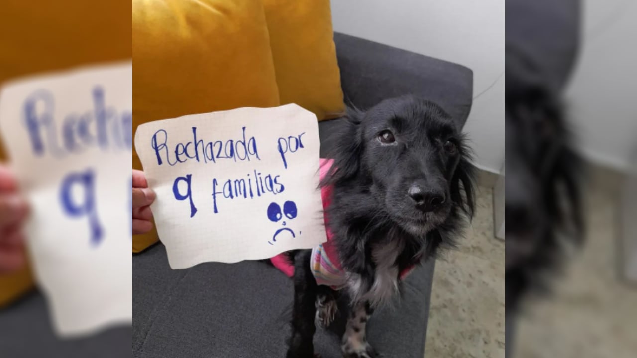 Selene fue rechazada por 9 hogares que no la quisieron solo por su cojera