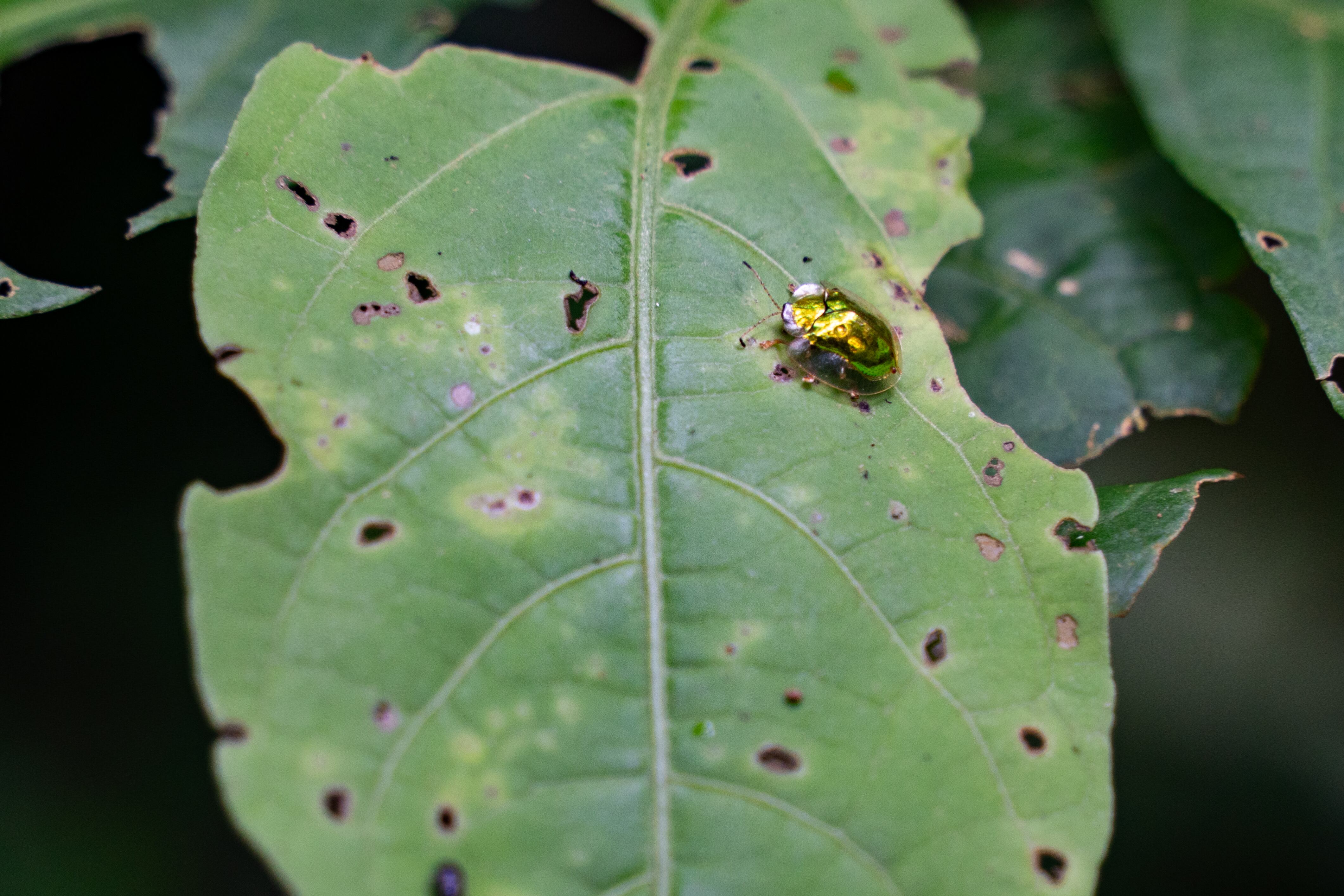 Otro aspecto relevante de la COP16 es la oportunidad de vincular los esfuerzos de conservación con la construcción de paz en Colombia.