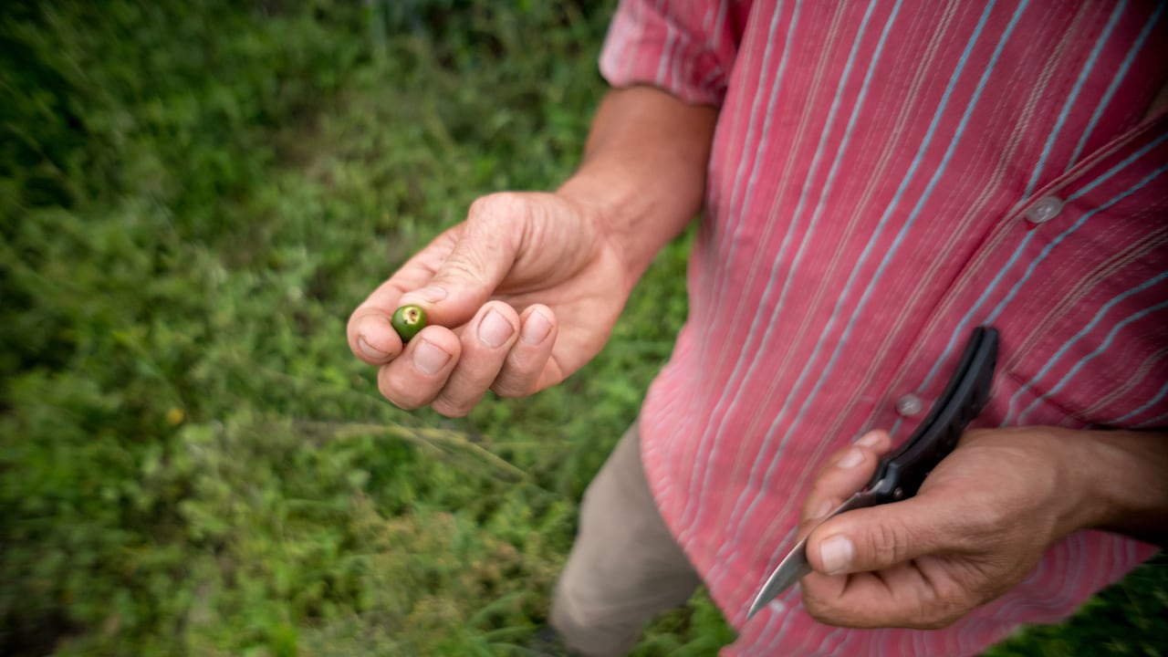 Una de las prioridades del sector cafetero colombiano es combatir los hongos que afectan los cultivos.