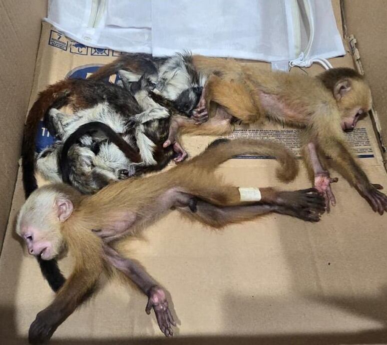 Dos extranjeros intentaron sacar del país varios monos bebés.