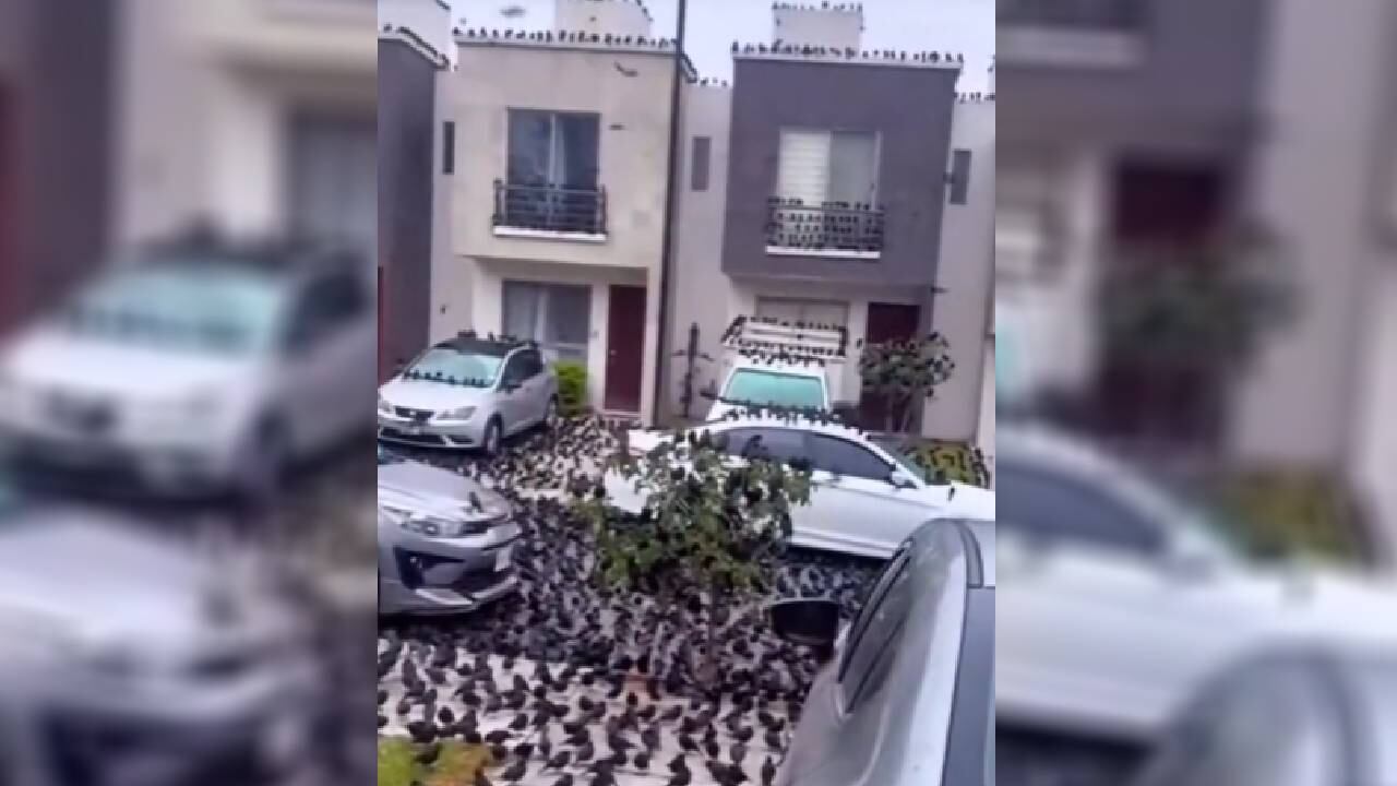 Desconcierto por reacción de algunas aves.