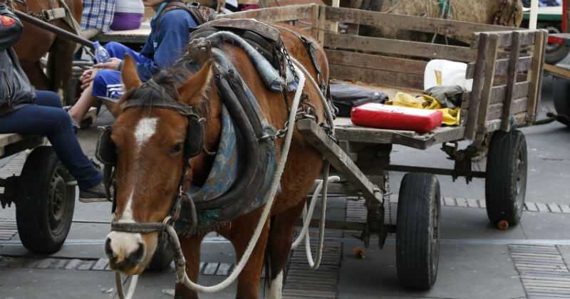 El maltrato animal es la principal razón para prohibir las zorras.