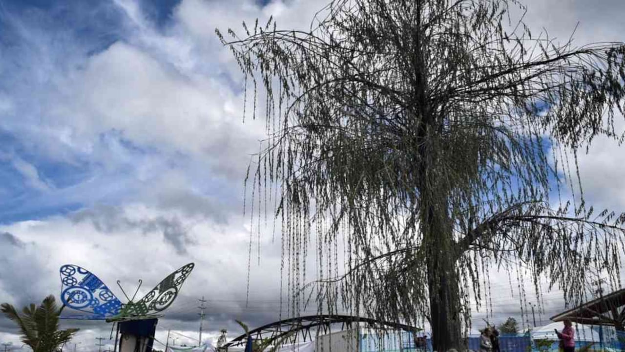 Aunque no es una especie nativa, desde la época de la colonia el sauce llorón hace parte del paisaje del río Bogotá. Foto: CAR.