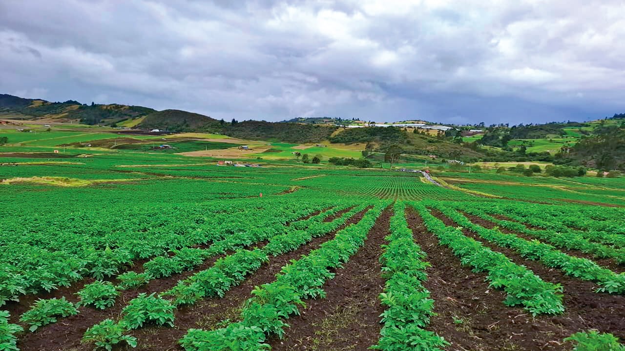 Cultivos de papa en Cundinamarca y Boyacá, donde avanza un proyecto que apuesta por tecnologías más sostenibles y fertilizantes de menor impacto ambiental.