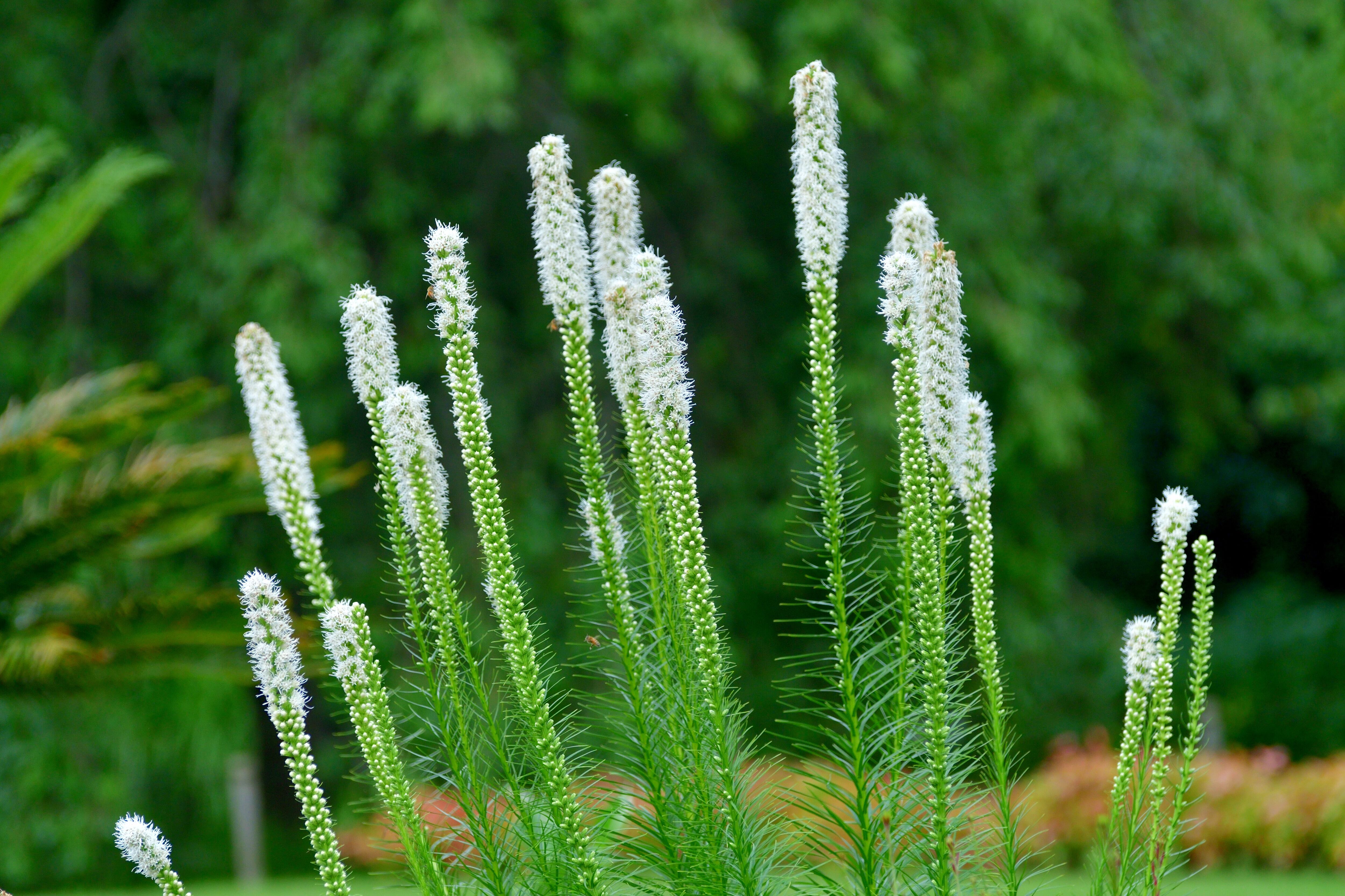Liatris spicata