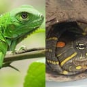 Iguanas, tortugas y palmas de cera son algunas de las víctimas durante Semana Santa. Fotos: CAR y CAM.