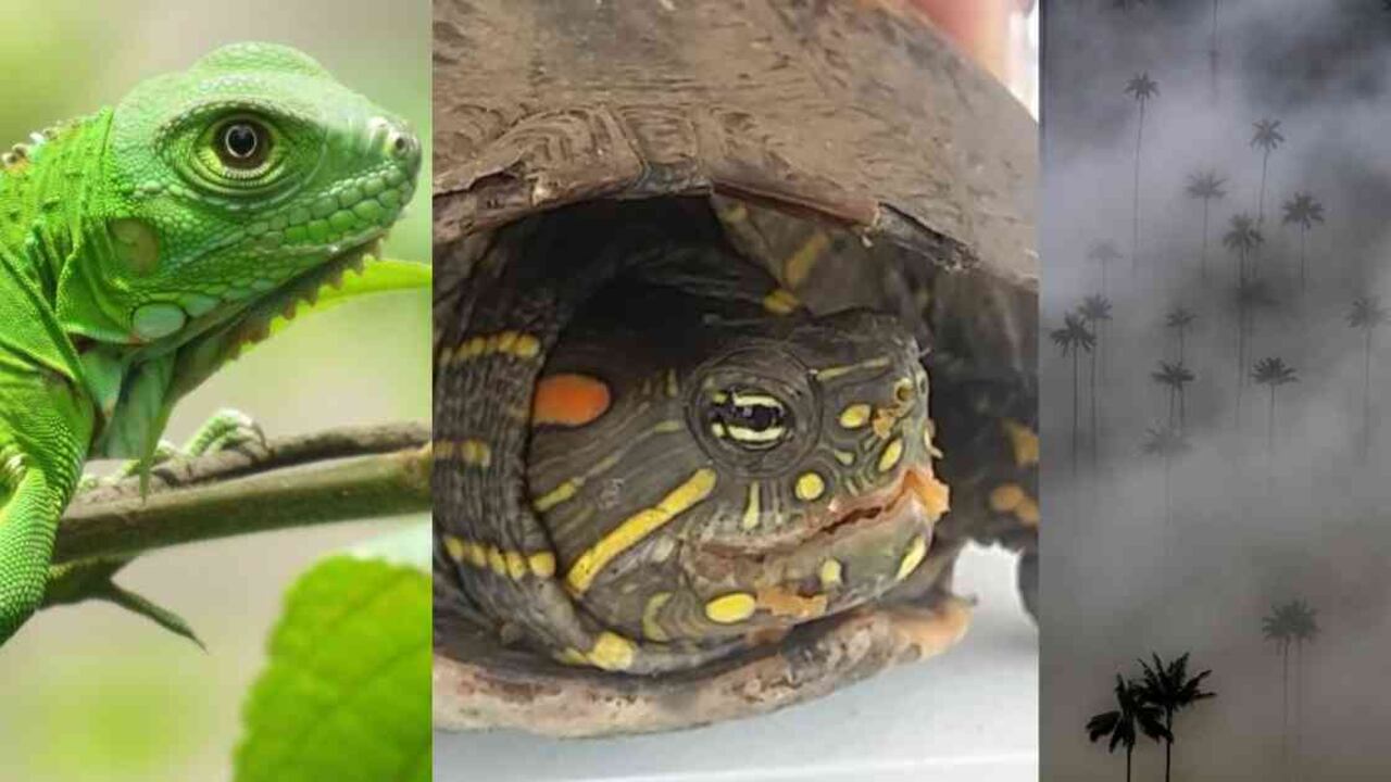 Iguanas, tortugas y palmas de cera son algunas de las víctimas durante Semana Santa. Fotos: CAR y CAM.