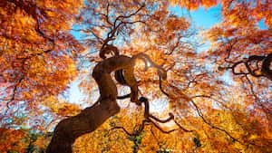 El equinoccio de otoño se da todos los 22 de septiembre. Foto: Getty Images.