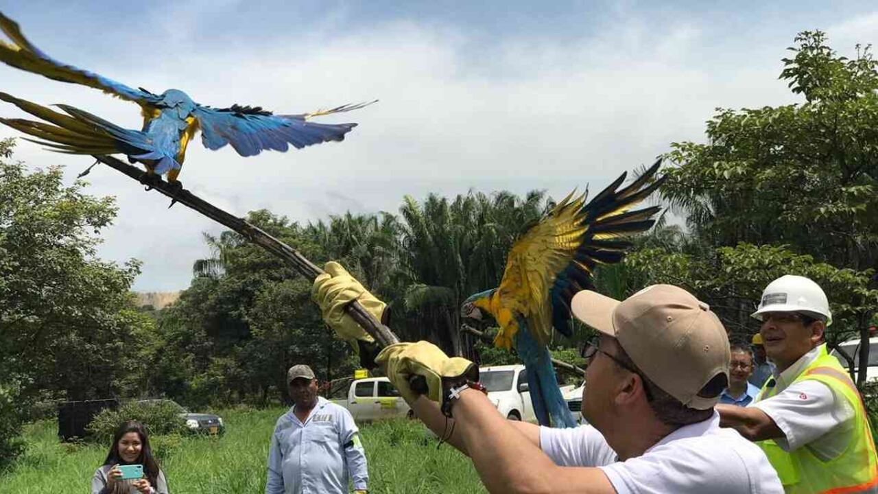 Entre los animales liberados estaban unas guacamayas azules. Foto: Corpocesar