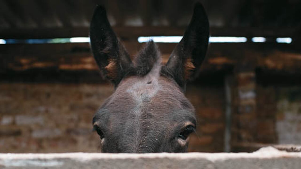 Según la denuncia recogida por medios de comunicación españoles, aunque el hecho fue denunciado este martes, habría tenido lugar días pasados cerca del recinto ferial.