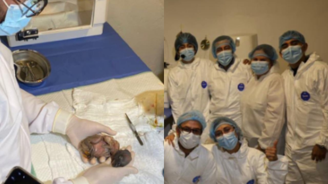 El nacimiento representa un hecho dentro de las acciones de conservación que actualmente se adelantan bajo control técnico.