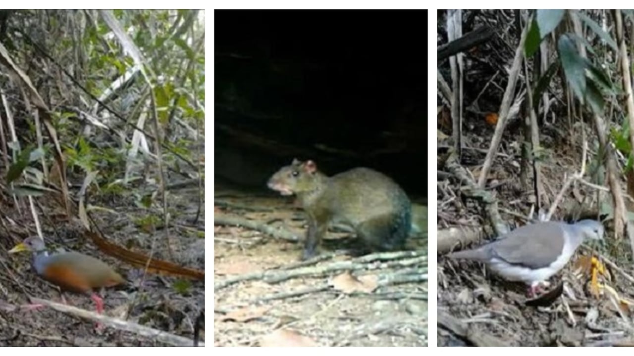 Especias avistadas en predio de Pance, en el Valle