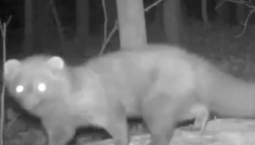 Especialistas destacan que la reaparición de la marta pescadora no es producto del azar.