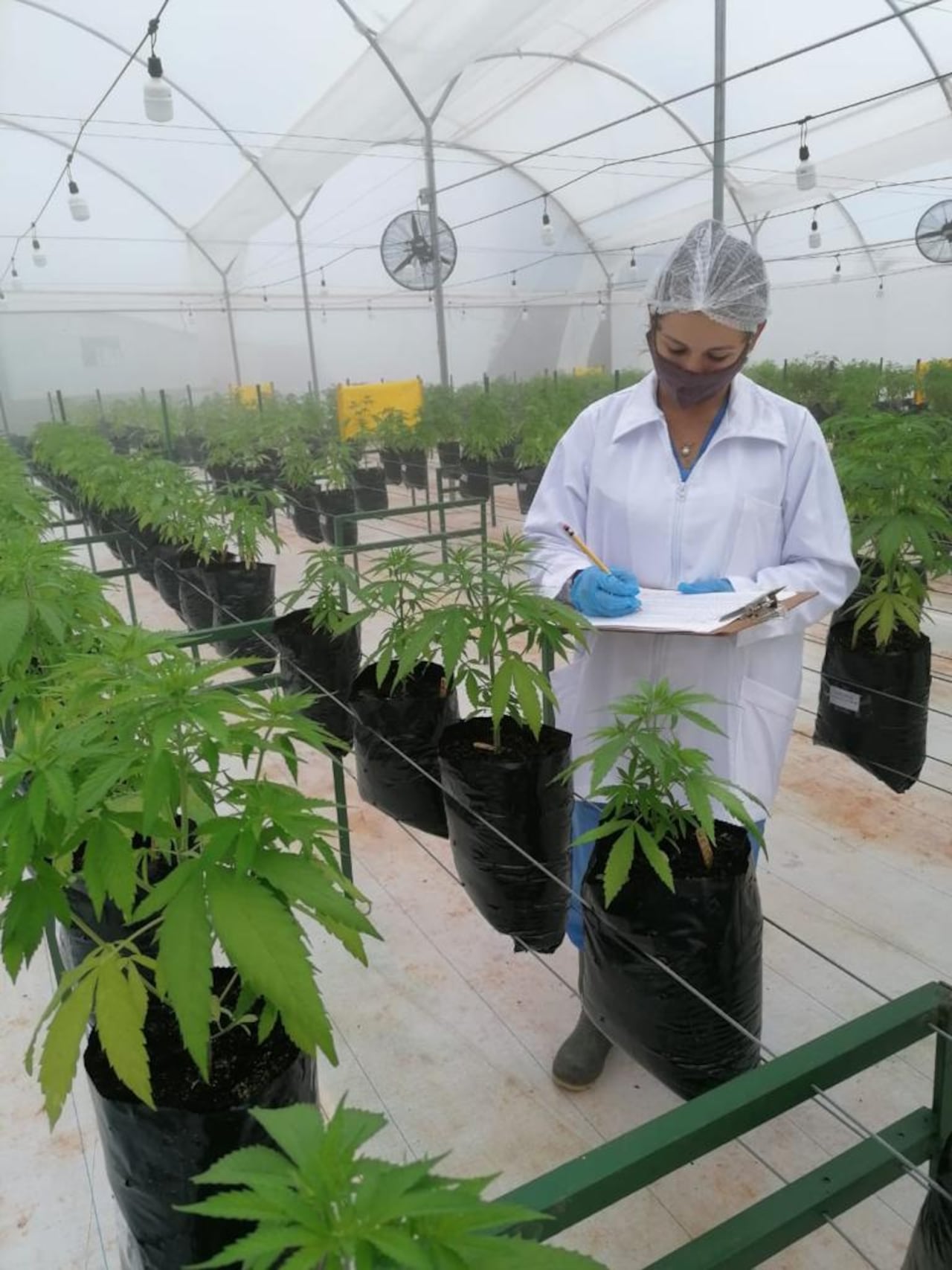 Planta procesamiento cannabis