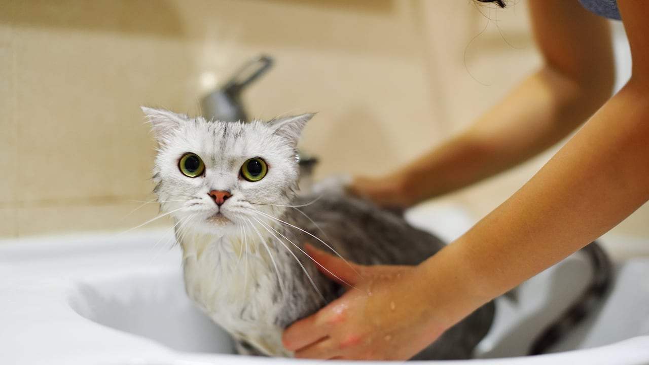 Es importante tener claras algunas recomendaciones en torno a la limpieza de los gatos.
