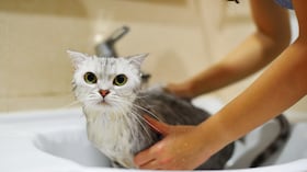 Gato bañándose