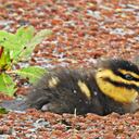 El pato enmascarado es el caso más reciente de reproducción en el Ecoparque Sabana. Foto: Darwin Ortega.