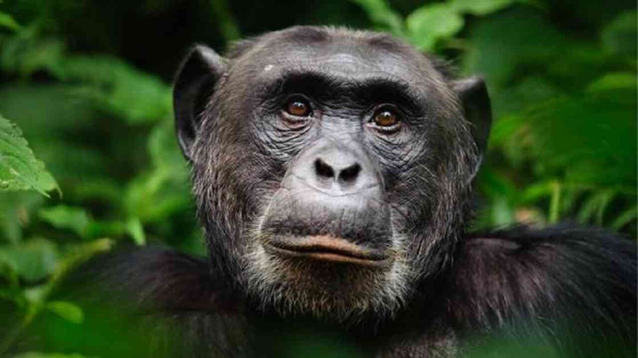 Hoy día, los chimpancés están amenazados por la deforestación y la caza. Foto: Getty Images
