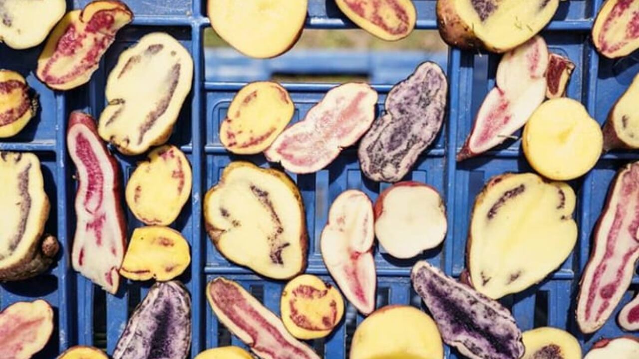 Las papas nativas son ricas en antioxidantes, antioximinas, vitaminas C y A, hierro y proteínas.