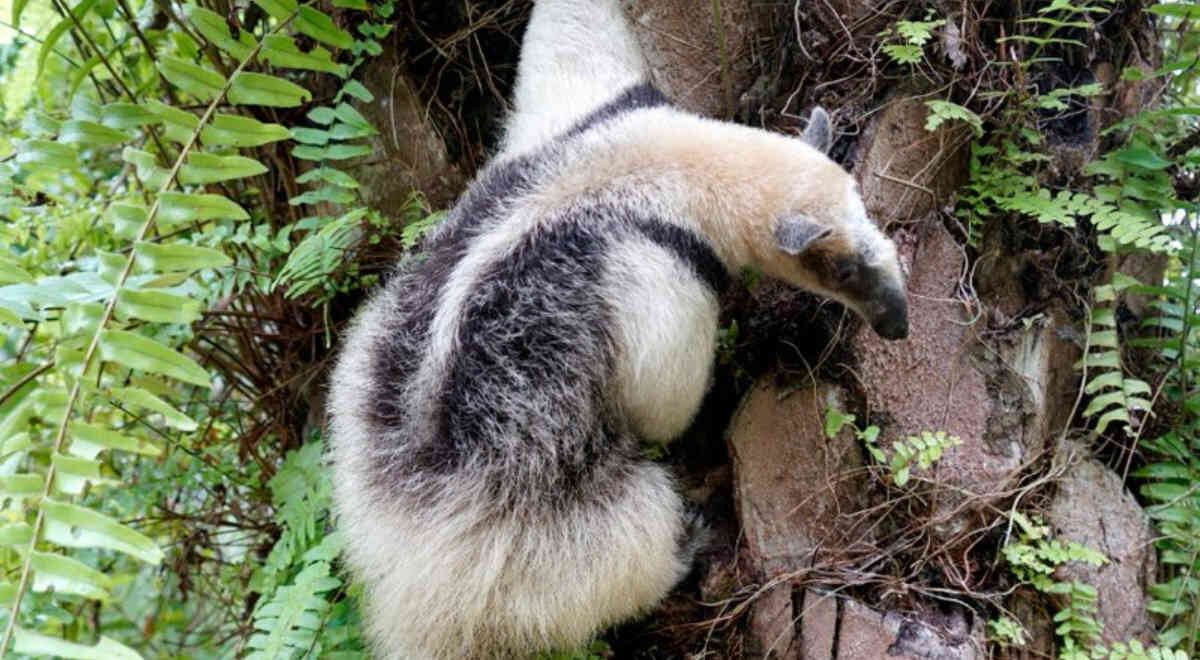 Ella es Greta, la oso hormiguero que fue rescatada y recuperada en Santander. Foto: CAS  