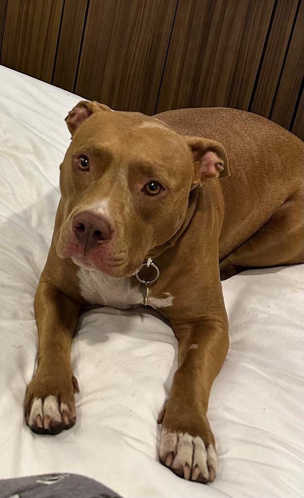 Por Romina se da dos millones de recompensa