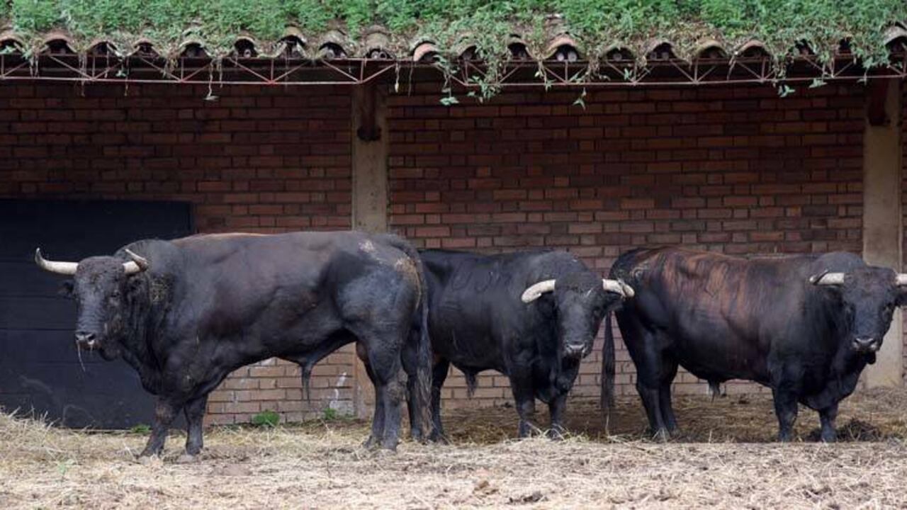 Toros de Las Ventas, lidiados en Cali el pasado 30 de diciembre