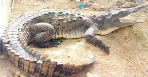 El animal vivía en un zoocriadero en la cuenca del río Magdalena. Foto: Coralina | increíble, caimán aguja nadó 700 kilómetros para ser libre | Noticias hoy