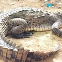 El animal vivía en un zoocriadero en la cuenca del río Magdalena. Foto: Coralina | increíble, caimán aguja nadó 700 kilómetros para ser libre | Noticias hoy