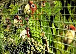 El tráfico de animales es un negocio multimillonario que está acabando con las especies de África y América Latina especialmente.