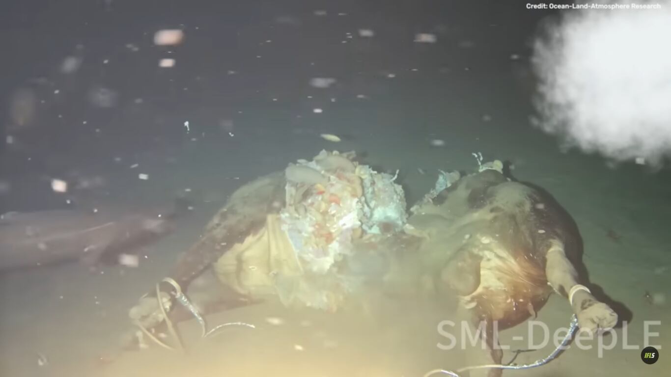 Tiburón detectado por las cámaras