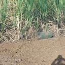 Hostigamiento con artefactos explosivos en Suárez, Cauca