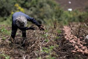 Agricultura, cultivos
Sector agricola