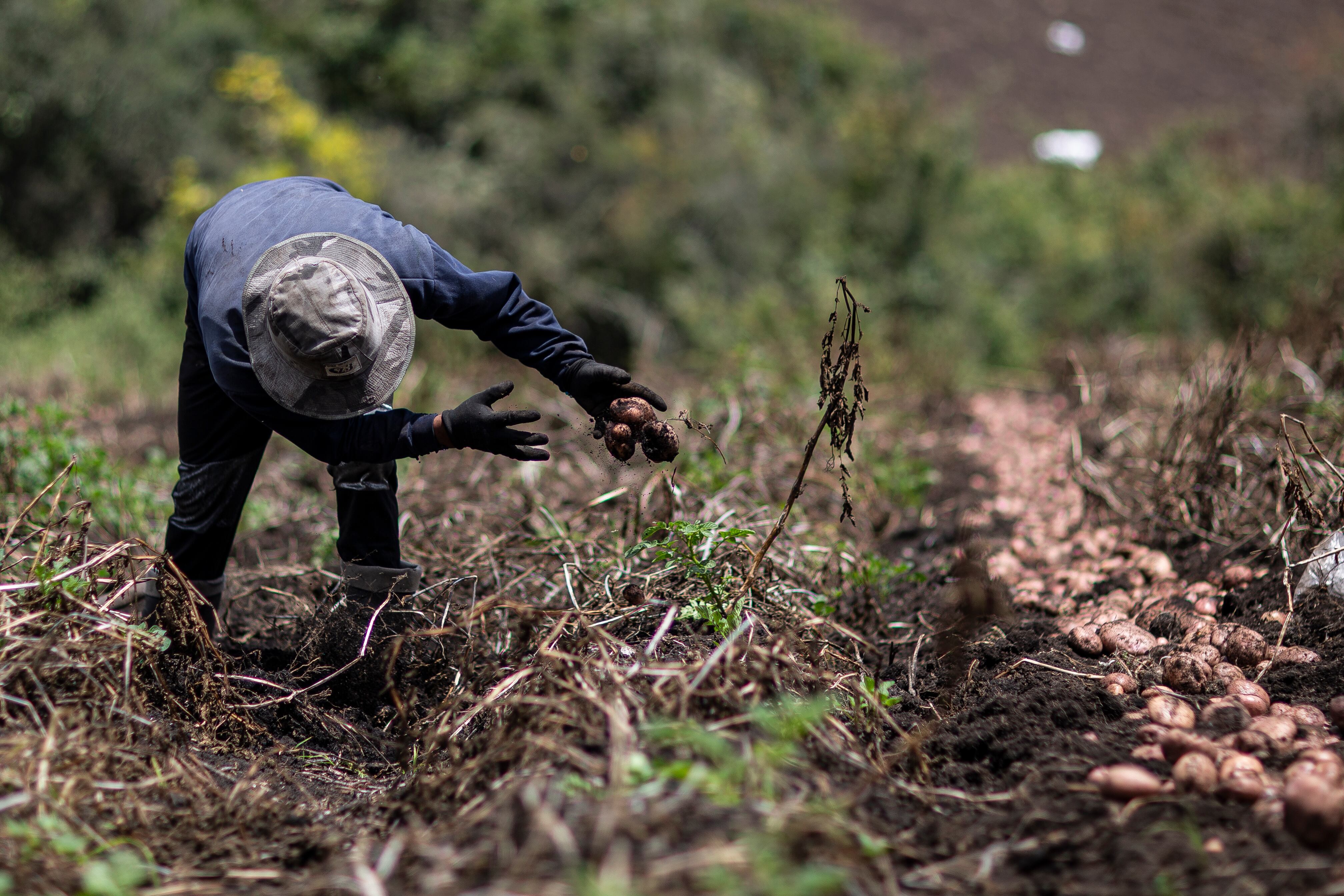 Agricultura, cultivos                                                       
Sector agricola