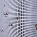 many mosquitoes on insect net wire screen close up on house window