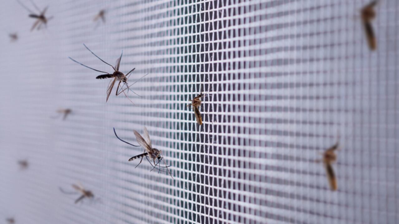 Los mosquitos no soportan los olores fuertes.