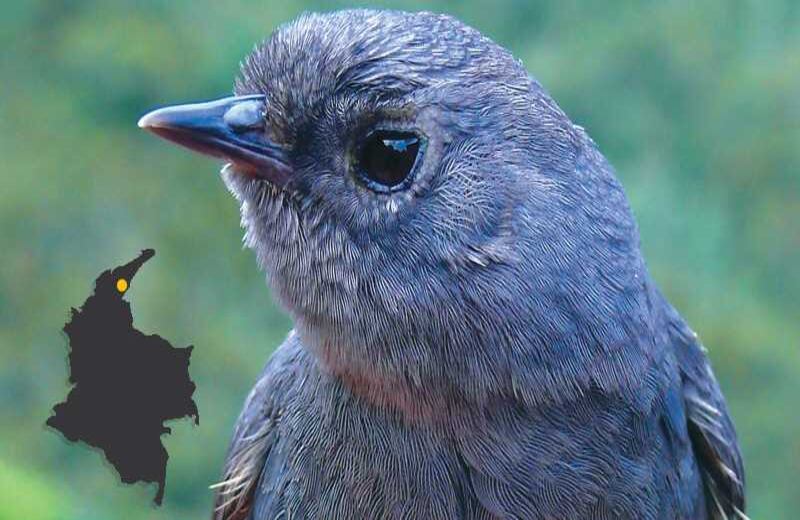 EL TAPACULO DEL PERIJÁ - En marzo de 2015, ornitólogos de la Universidad de los Andes encontraron, por sus particulares cantos, a esta ave endémica de esa zona del país. Según el investigador Jorge Avendaño, “hace diez años los riesgos de seguridad habrían hecho esto imposible”. Ubicación: serranía del Perijá.